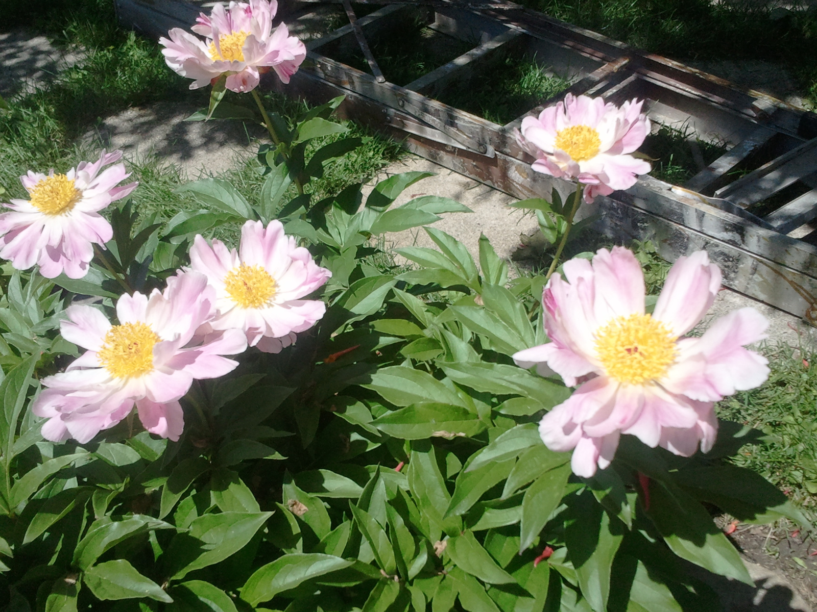 Garden Peony